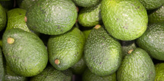Palta peruana está por comenzar su campaña 2025 con expectativas positivas Palta peruana está por comenzar su campaña 2025 con expectativas positivas