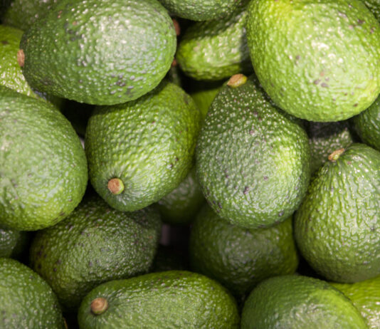 Palta peruana está por comenzar su campaña 2025 con expectativas positivas Palta peruana está por comenzar su campaña 2025 con expectativas positivas