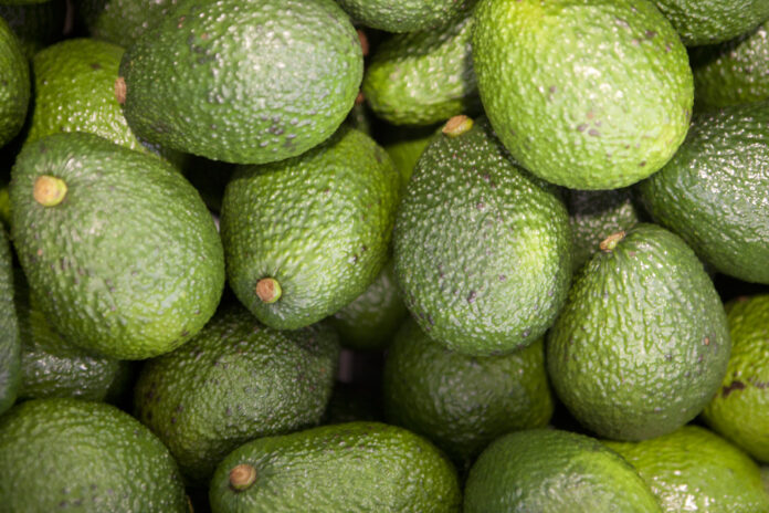 Palta peruana está por comenzar su campaña 2025 con expectativas positivas