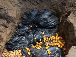 Tumbes: autoridades entierran mangos para combatir propagación de mosca de la fruta Tumbes: autoridades entierran mangos para combatir propagación de mosca de la fruta