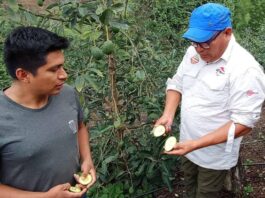 Piura: implementarán el cultivo de la palta Hass en Lalaquiz y Santo Domingo Piura: implementarán el cultivo de la palta Hass en Lalaquiz y Santo Domingo