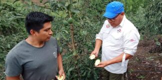Piura: implementarán el cultivo de la palta Hass en Lalaquiz y Santo Domingo Piura: implementarán el cultivo de la palta Hass en Lalaquiz y Santo Domingo