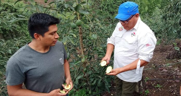 Piura: implementarán el cultivo de la palta Hass en Lalaquiz y Santo Domingo