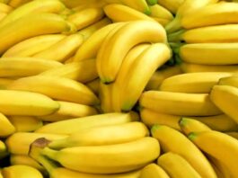 El banano peruano brilla en el mercado internacional: crecimiento histórico en 2024 El banano peruano brilla en el mercado internacional: crecimiento histórico en 2024