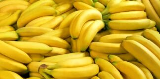 El banano peruano brilla en el mercado internacional: crecimiento histórico en 2024 El banano peruano brilla en el mercado internacional: crecimiento histórico en 2024