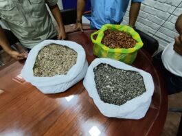 Gobierno dona 253 mil semillas para reforestar áreas degradas en Sullana y Piura Gobierno dona 253 mil semillas para reforestar áreas degradas en Sullana y Piura