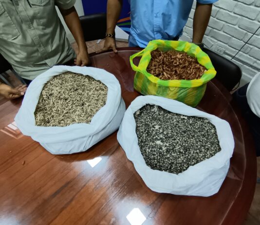 Gobierno dona 253 mil semillas para reforestar áreas degradas en Sullana y Piura Gobierno dona 253 mil semillas para reforestar áreas degradas en Sullana y Piura