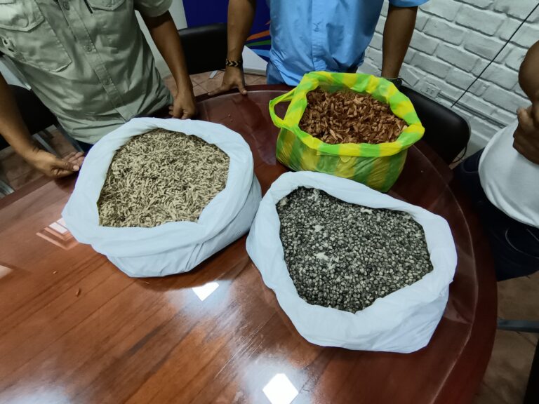 Gobierno dona 253 mil semillas para reforestar áreas degradas en Sullana y Piura