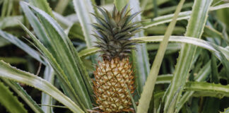 Piña peruana: un éxito exportador que crece a pasos agigantados Piña peruana: un éxito exportador que crece a pasos agigantados