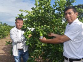 Piura: Gobierno tomará medidas para proteger a productores de limón ante crisis de precios Piura: Gobierno tomará medidas para proteger a productores de limón ante crisis de precios