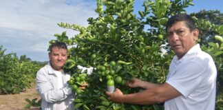 Piura: Gobierno tomará medidas para proteger a productores de limón ante crisis de precios Piura: Gobierno tomará medidas para proteger a productores de limón ante crisis de precios