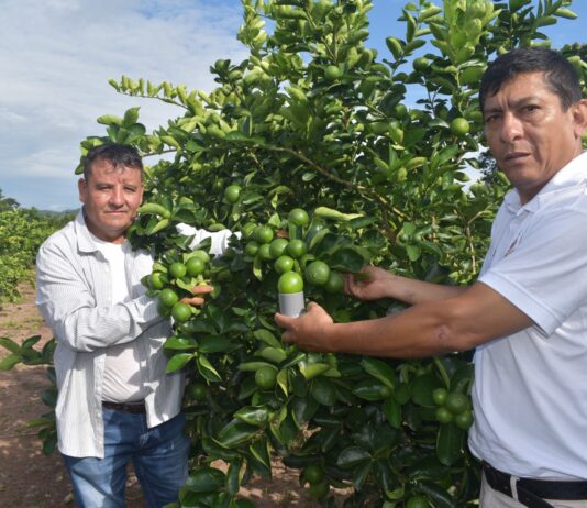 Piura: Gobierno tomará medidas para proteger a productores de limón ante crisis de precios Piura: Gobierno tomará medidas para proteger a productores de limón ante crisis de precios