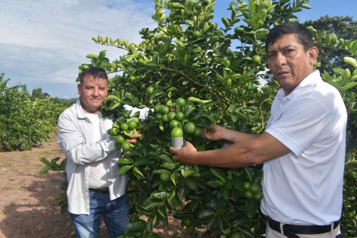 Piura: Gobierno tomará medidas para proteger a productores de limón ante crisis de precios