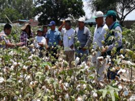 Piura: capacitarán a agricultores algodoneros en bajo Piura y Sechura Piura: capacitarán a agricultores algodoneros en bajo Piura y Sechura