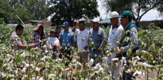 Piura: capacitarán a agricultores algodoneros en bajo Piura y Sechura Piura: capacitarán a agricultores algodoneros en bajo Piura y Sechura