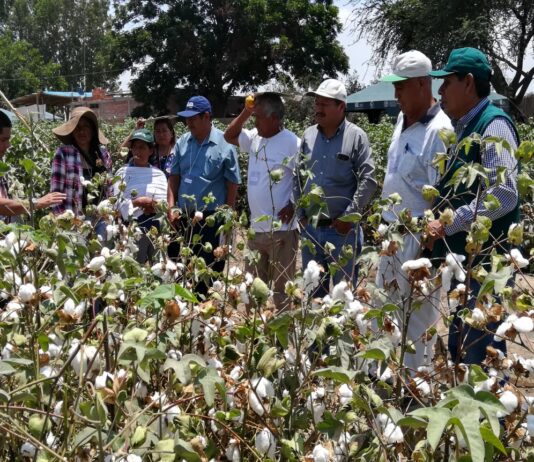 Piura: capacitarán a agricultores algodoneros en bajo Piura y Sechura Piura: capacitarán a agricultores algodoneros en bajo Piura y Sechura
