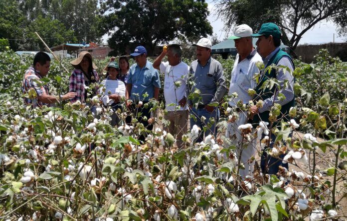 Piura: capacitarán a agricultores algodoneros en bajo Piura y Sechura