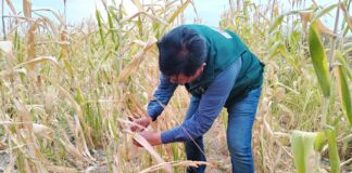 Más de S/ 8 millones en seguros agrarios beneficiarán a productores afectados en Piura Más de S/ 8 millones en seguros agrarios beneficiarán a productores afectados en Piura