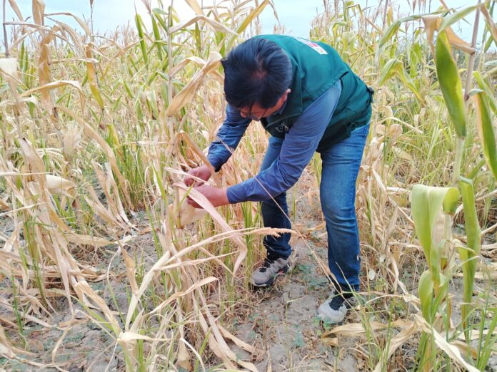 Más de S/ 8 millones en seguros agrarios beneficiarán a productores afectados en Piura