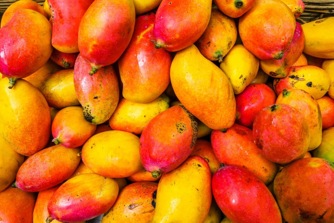 Crisis en el sector mango: sobreproducción y caída de precios golpean a los agricultores