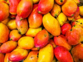 Exceso de mango en el mercado provoca caída de precios y grandes pérdidas para agricultores Crisis en el sector mango: sobreproducción y caída de precios golpean a los agricultores