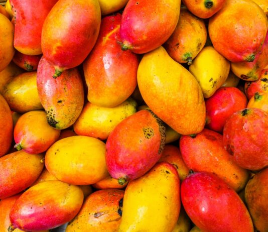 Exceso de mango en el mercado provoca caída de precios y grandes pérdidas para agricultores Crisis en el sector mango: sobreproducción y caída de precios golpean a los agricultores
