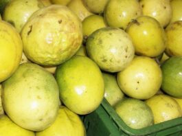 Maracuyá peruano: creció en volumen, pero enfrento caídas en precios y valor durante 2024 Maracuyá peruano: creció en volumen, pero enfrento caídas en precios y valor durante 2024