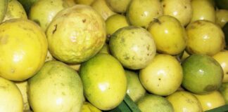 Maracuyá peruano: creció en volumen, pero enfrento caídas en precios y valor durante 2024 Maracuyá peruano: creció en volumen, pero enfrento caídas en precios y valor durante 2024