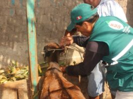 Piura: vacunan a 1200 cabezas de ganado para prevenir la mortal «Pierna Negra» Piura: vacunan a 1200 cabezas de ganado para prevenir la mortal "Pierna Negra"