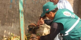 Piura: vacunan a 1200 cabezas de ganado para prevenir la mortal «Pierna Negra» Piura: vacunan a 1200 cabezas de ganado para prevenir la mortal "Pierna Negra"