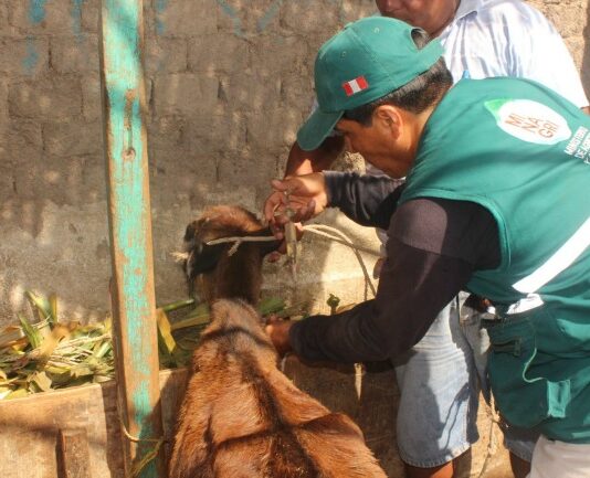 Piura: vacunan a 1200 cabezas de ganado para prevenir la mortal «Pierna Negra» Piura: vacunan a 1200 cabezas de ganado para prevenir la mortal "Pierna Negra"