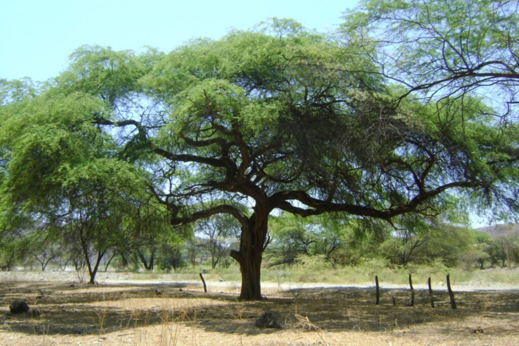 El algarrobo en Piura: una especie amenazada por factores naturales y humanos