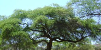 El algarrobo en Piura: una especie amenazada por factores naturales y humanos El algarrobo en Piura: una especie amenazada por factores naturales y humanos