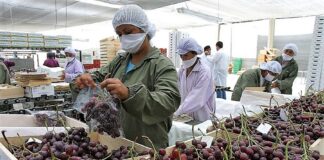 Piura a un paso de liderar la producción de uva en el Perú: ¿qué la hace destacar? Piura a un paso de liderar la producción de uva en el Perú: ¿qué la hace destacar?
