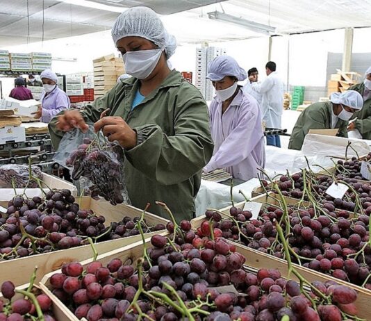Piura a un paso de liderar la producción de uva en el Perú: ¿qué la hace destacar? Piura a un paso de liderar la producción de uva en el Perú: ¿qué la hace destacar?