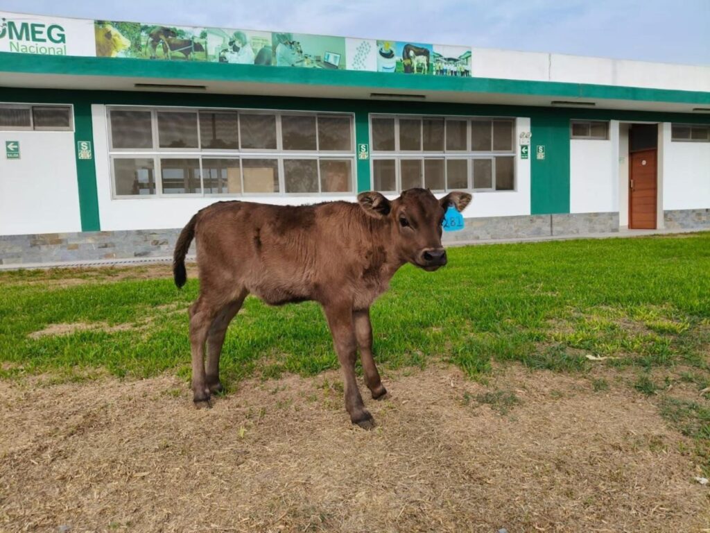 Nace Camu, la primera ternera Wagyu en Perú, símbolo de calidad genética y carne gourmet
