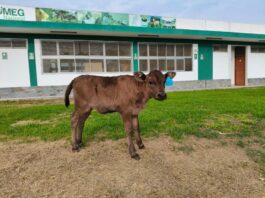 Nace Camu, la primera ternera Wagyu en Perú, símbolo de calidad genética y carne gourmet Nace Camu, la primera ternera Wagyu en Perú, símbolo de calidad genética y carne gourmet