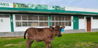 Nace Camu, la primera ternera Wagyu en Perú, símbolo de calidad genética y carne gourmet Nace Camu, la primera ternera Wagyu en Perú, símbolo de calidad genética y carne gourmet