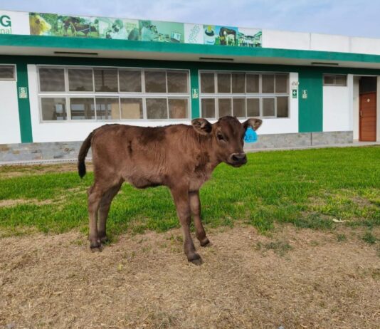 Nace Camu, la primera ternera Wagyu en Perú, símbolo de calidad genética y carne gourmet Nace Camu, la primera ternera Wagyu en Perú, símbolo de calidad genética y carne gourmet