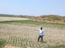 Piura: Gobierno logra pago del seguro agrario para más de 1,800 productores Piura: Gobierno logra pago de seguro agrario para más de 1,800 productores