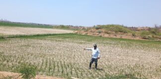 Piura: Gobierno logra pago del seguro agrario para más de 1,800 productores Piura: Gobierno logra pago de seguro agrario para más de 1,800 productores