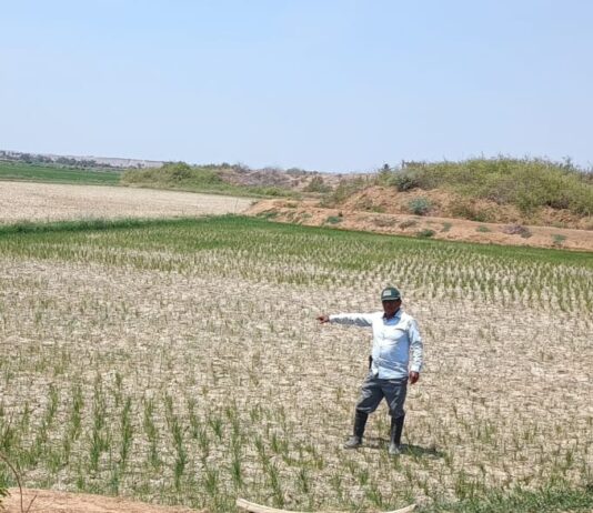 Piura: Gobierno logra pago del seguro agrario para más de 1,800 productores Piura: Gobierno logra pago de seguro agrario para más de 1,800 productores