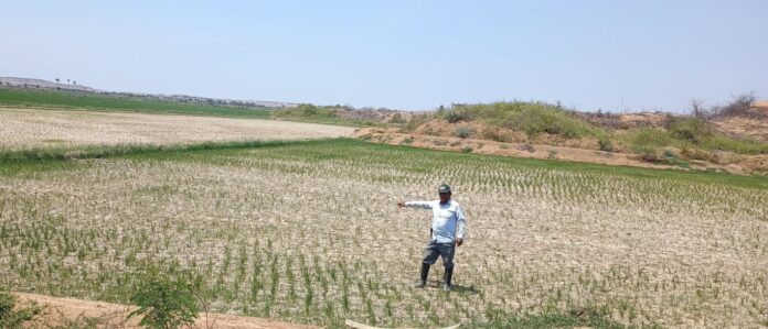 Piura: Gobierno logra pago de seguro agrario para más de 1,800 productores