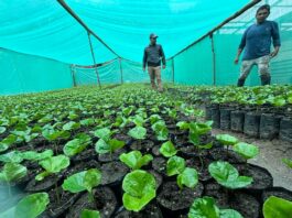 Piura: Gobierno instala vivero de café en Huancabamba para impulsar la productividad Piura: Gobierno instala vivero de café en Huancabamba para impulsar la productividad