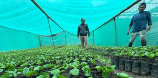 Piura: Gobierno instala vivero de café en Huancabamba para impulsar la productividad Piura: Gobierno instala vivero de café en Huancabamba para impulsar la productividad