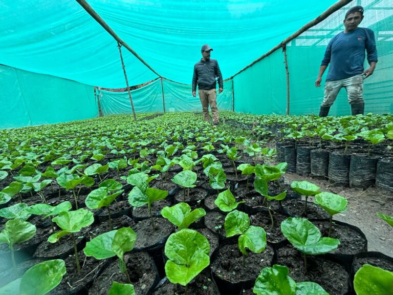 Piura: Gobierno instala vivero de café en Huancabamba para impulsar la productividad