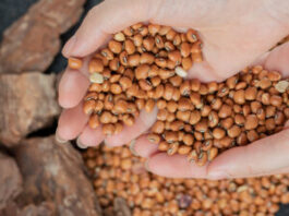 Semilla certificada: la solución clave para enfrentar el cambio climático en la agricultura Semilla certificada: la solución clave para enfrentar el cambio climático en la agricultura