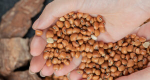 Semilla certificada: la solución clave para enfrentar el cambio climático en la agricultura Semilla certificada: la solución clave para enfrentar el cambio climático en la agricultura