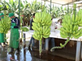 Exportaciones piuranas caen un 3.1% en 2024 y alcanzan los US$ 3,568 millones Exportaciones piuranas caen un 3.1% en 2024 y alcanzan los US$ 3,568 millones