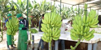 Exportaciones piuranas caen un 3.1% en 2024 y alcanzan los US$ 3,568 millones Exportaciones piuranas caen un 3.1% en 2024 y alcanzan los US$ 3,568 millones